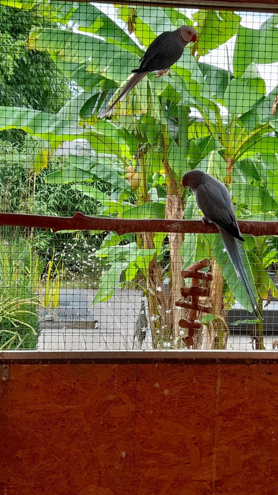 Couple reproducteur de perruches à collier, Animaux & Accessoires, Bagué