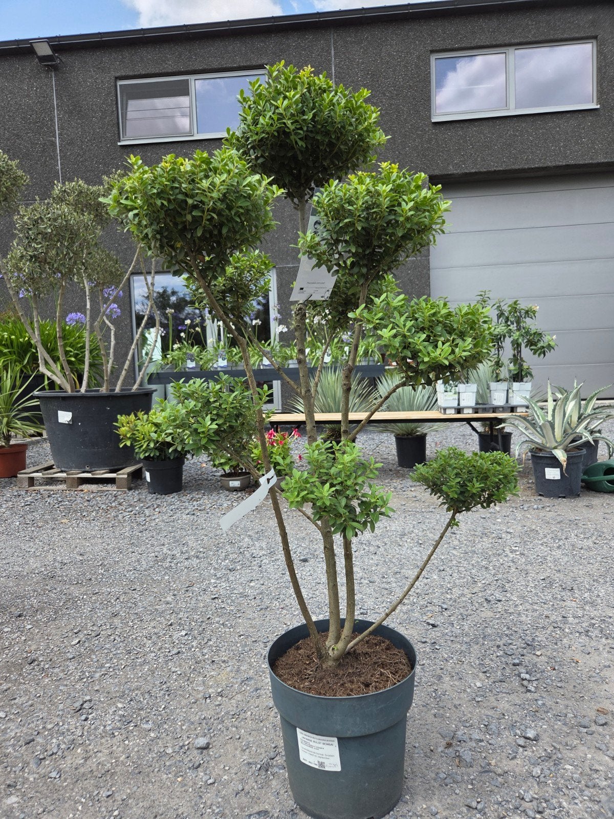 Ilex Crenata, Jardin & Terrasse, Plantes | Arbres, Enlèvement