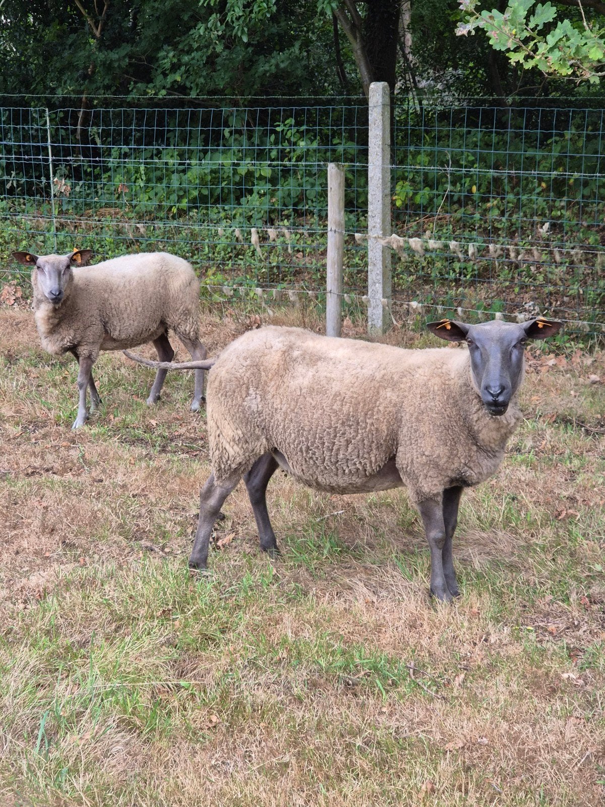 bleu de maine schaap, Schaap