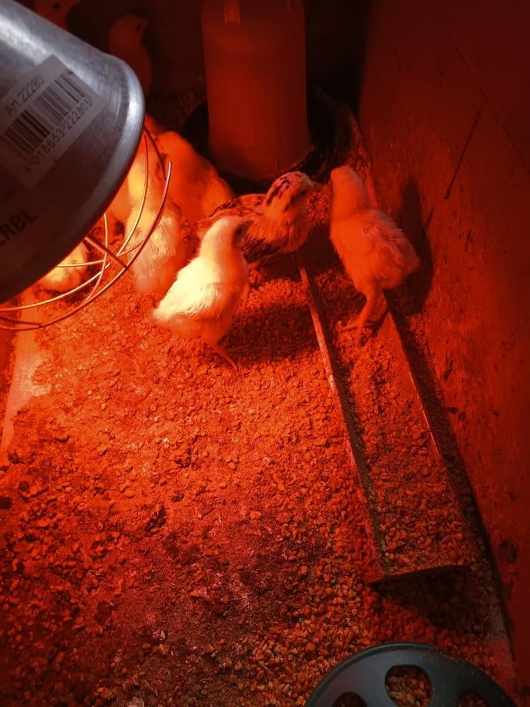 Poussins de Pâques, Enlèvement