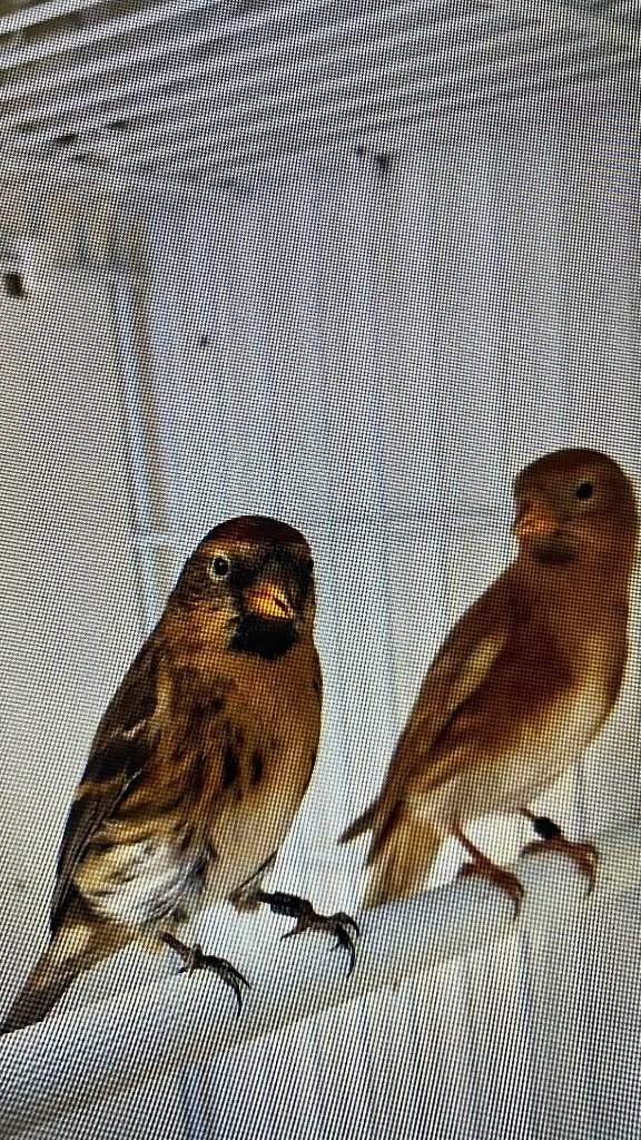 koppel Barmsijs split bond +bruin/splitbond + DNA, Dieren en Toebehoren, Meerdere dieren, Wildzangvogel, Geringd