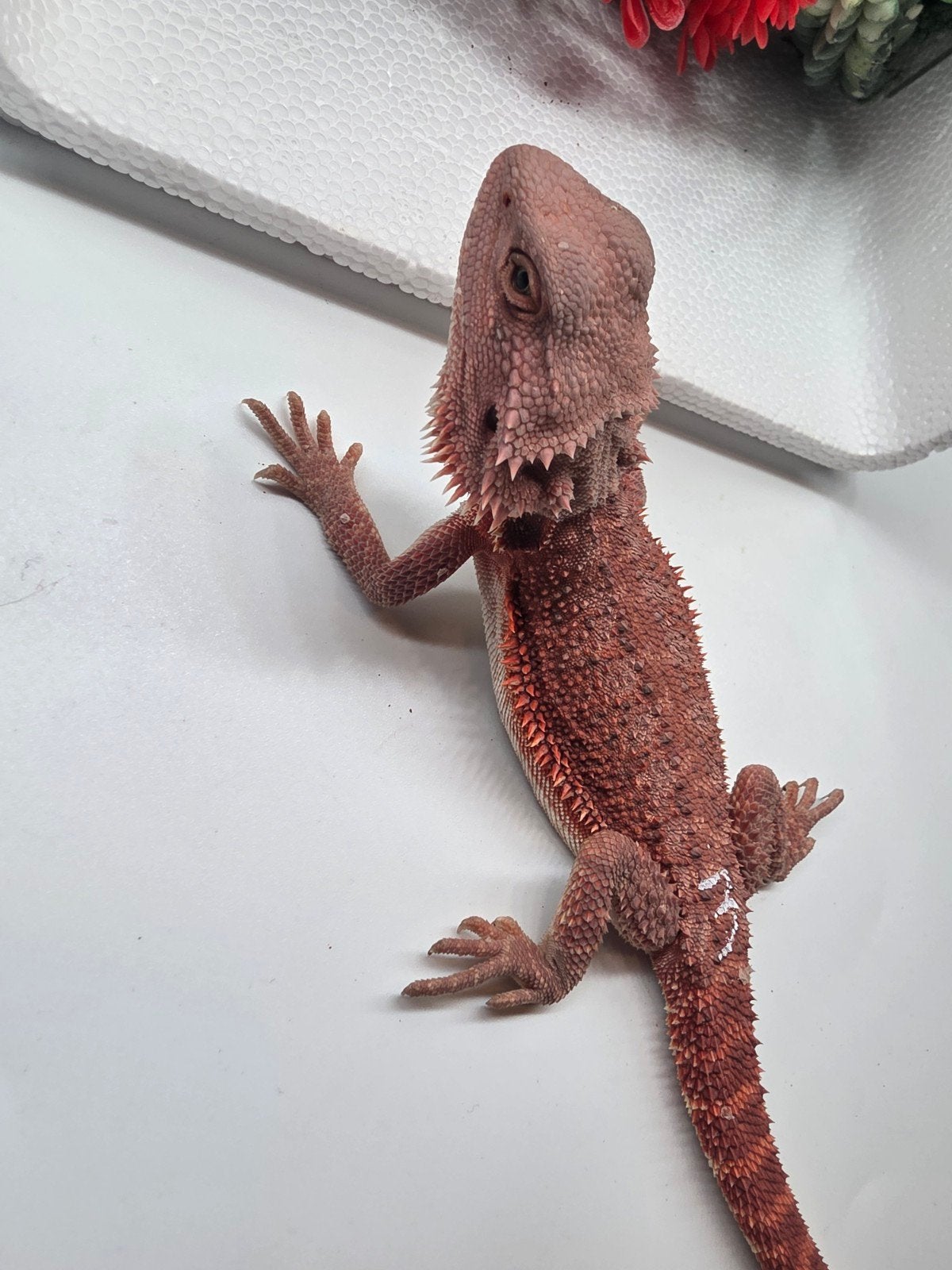 red monster, hypo, vrouw, Dieren en Toebehoren