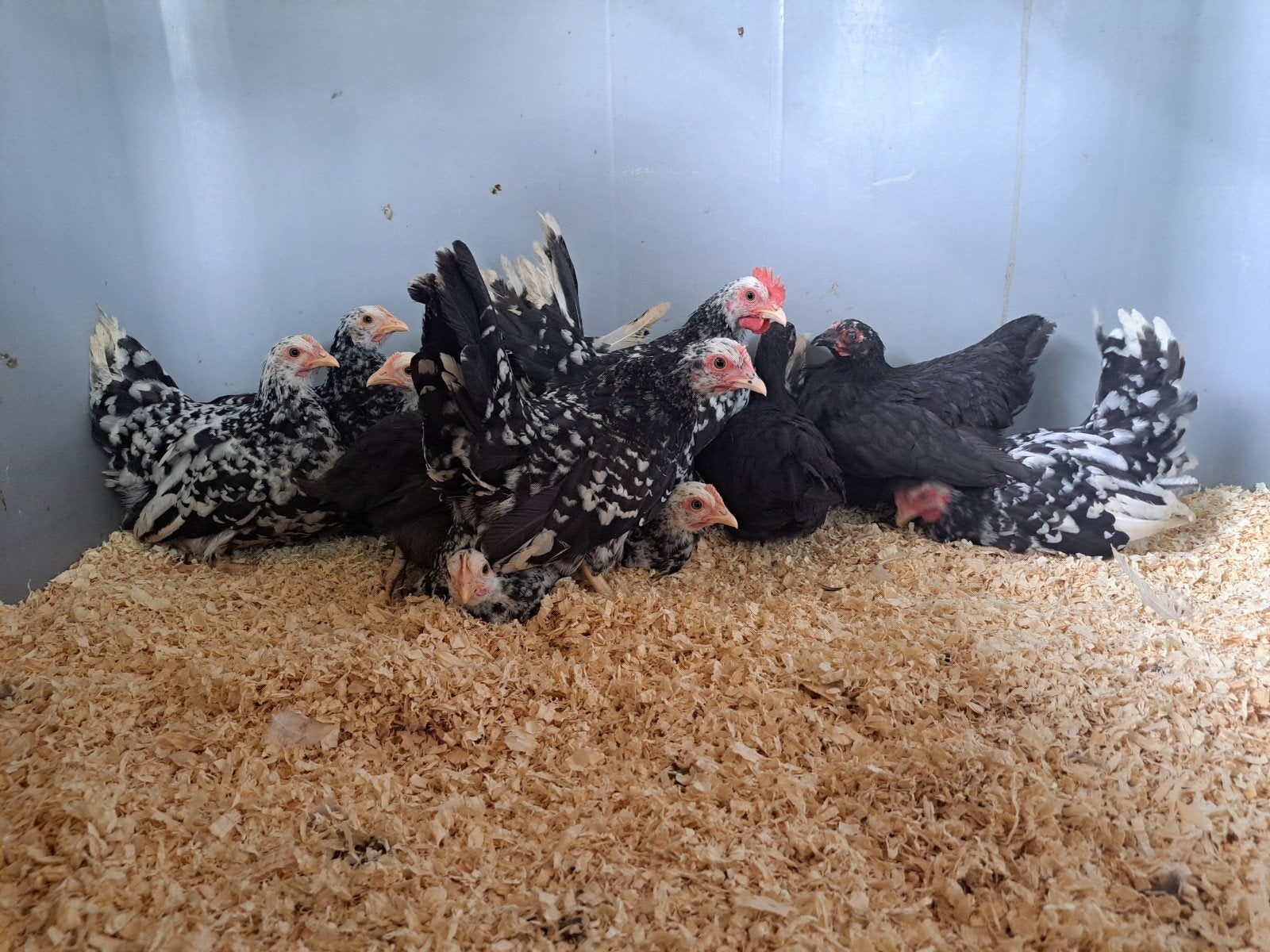 Chabo zwart wit gepareld, Dieren en Toebehoren, Pluimvee