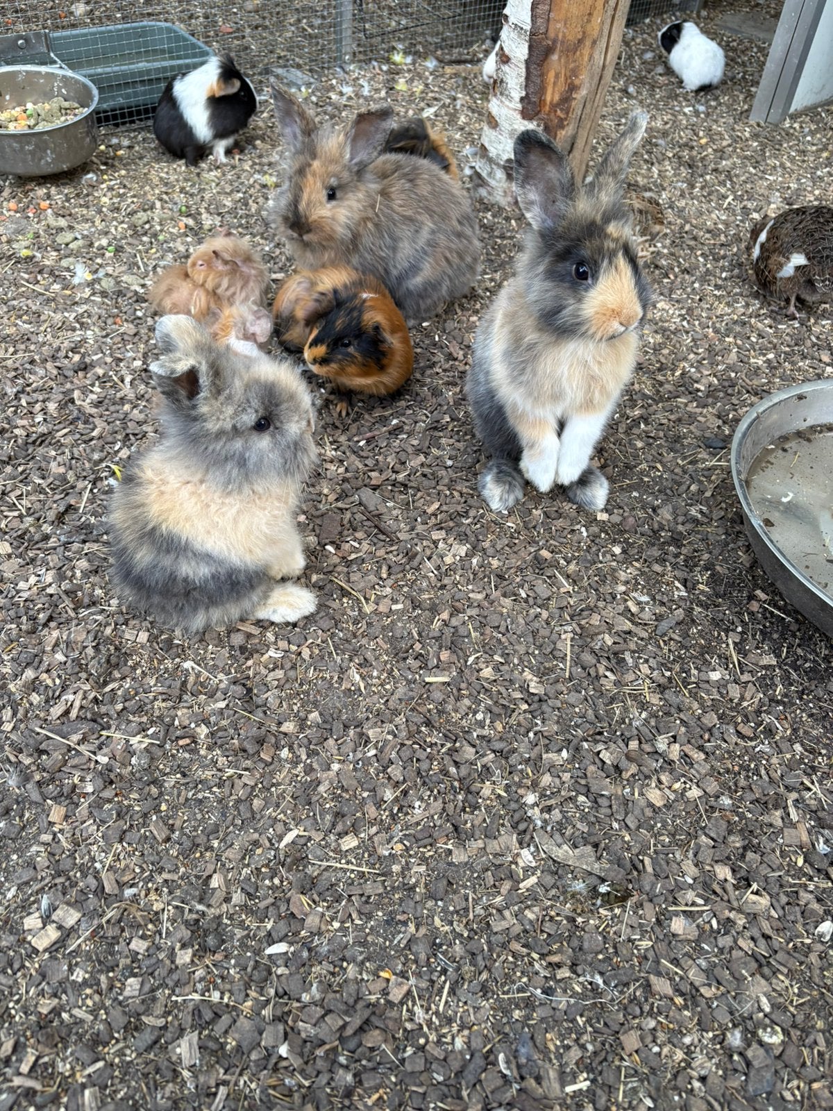 konijnen en cavias, Meerdere dieren, Dwerg, 0 tot 2 jaar
