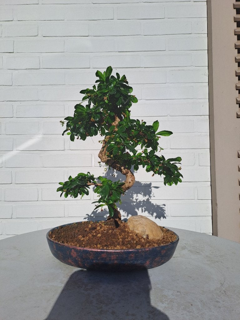 Bonsai van carmona, Jardin & Terrasse, Plantes | Arbres, En pot, Moins de 100 cm, Autres espèces, Enlèvement