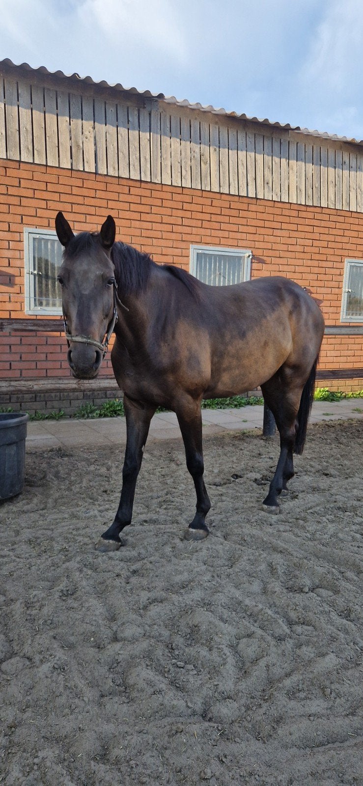 leuk springpaard, Animaux & Accessoires, Chevaux, Jument, L, 3 à 6 ans, Cheval de saut