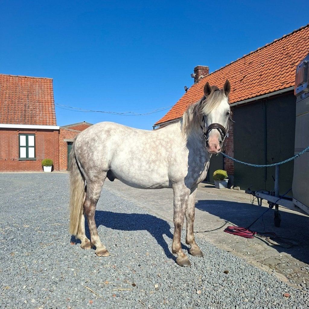 E-pony/paard te koop, Dieren en Toebehoren, Gechipt, Minder dan 160 cm, Ruin, Niet van toepassing