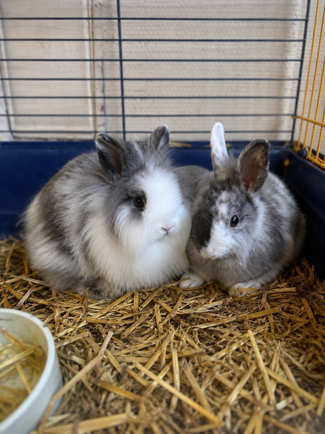 Twee lieve dwergkonijntjes te koop 10 euro / stuk, Meerdere dieren, Middelgroot, 0 tot 2 jaar