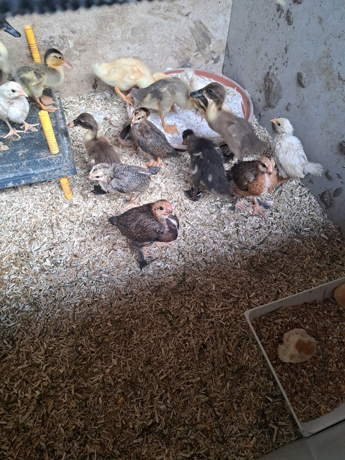 kuikens Indische loopeenden