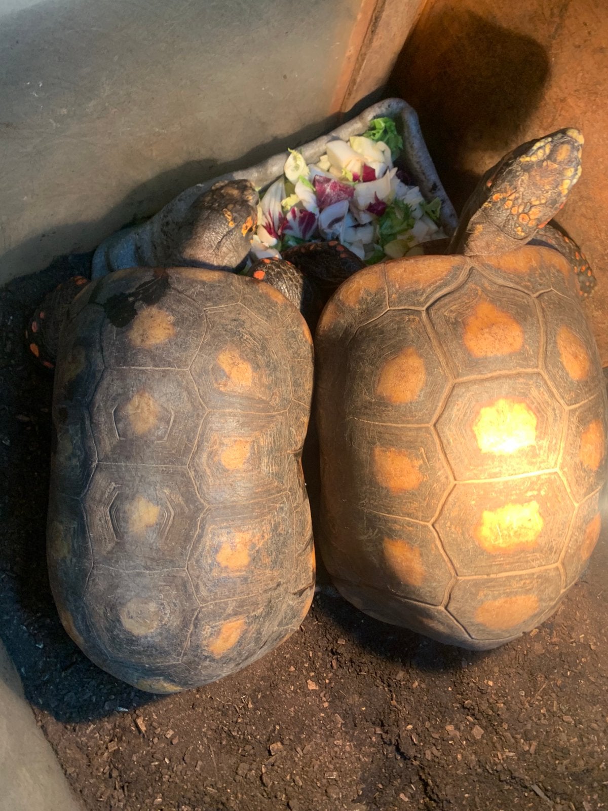 Prachtig koppel kolenbranders te koop, Dieren en Toebehoren, Reptielen en Amfibieën, Schildpad, Tam, 11 jaar of ouder