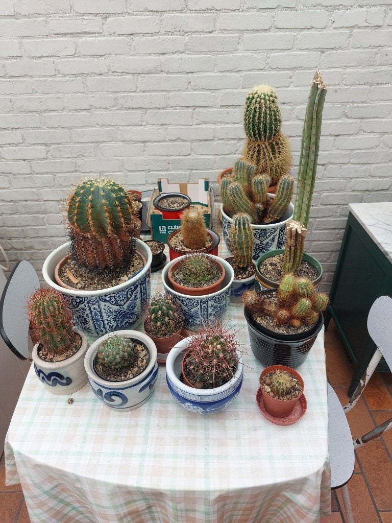 Gratis cactussen uit te kiezen., Ophalen, Cactus