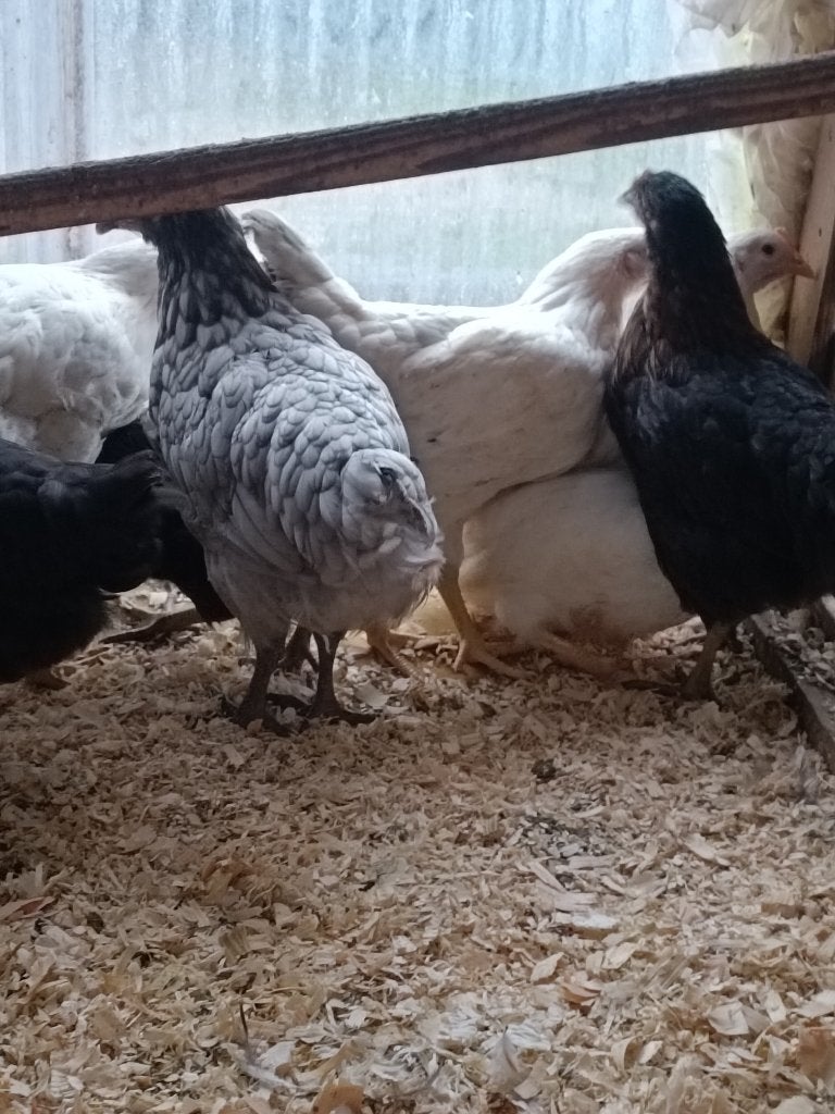 aanbieding 9 bleu de landes 3 maand 72 euro, Dieren en Toebehoren, Pluimvee, Vrouwelijk, Kip