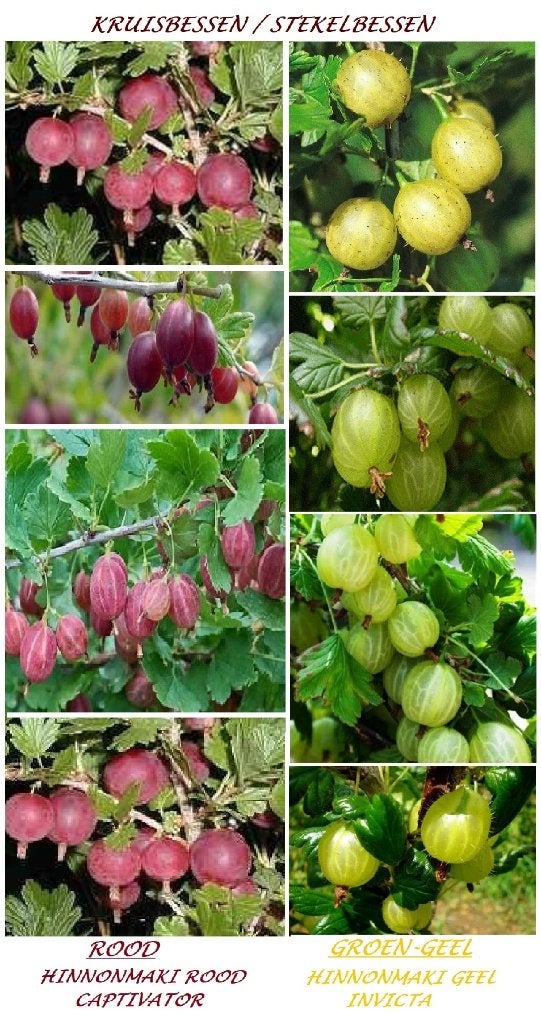 RODE & GROENE KRUISBESSEN ( = STEKELBESSEN) : 5 €/Stuk, Volle zon, Vaste plant, Ophalen of Verzenden, Fruitplanten