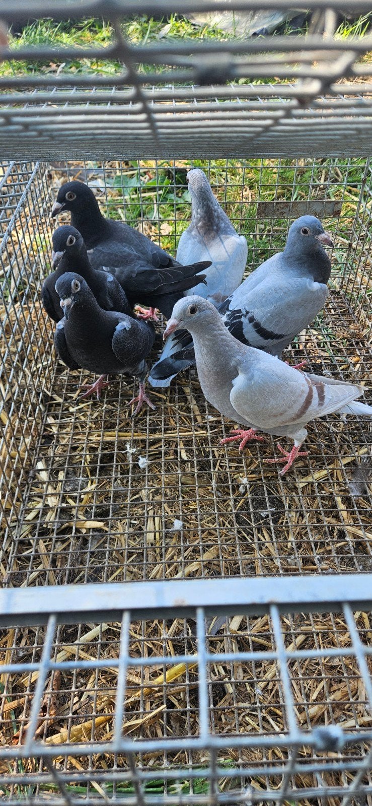 6 pigeons de course non bagués pour 50 euros ensemble