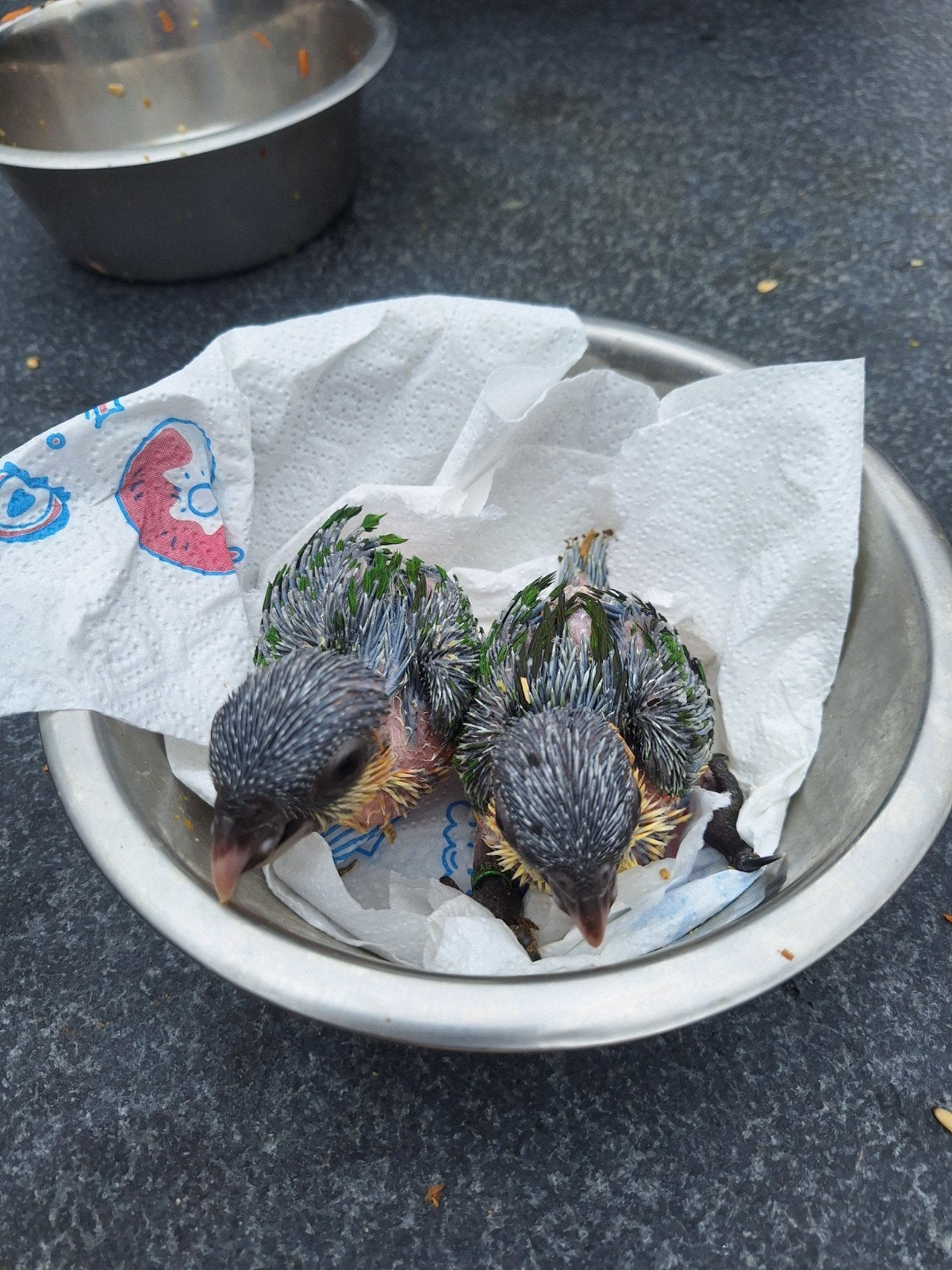 zwartkop  caiqeus baby's te koop, Dieren en Toebehoren, Geslacht onbekend, Tam