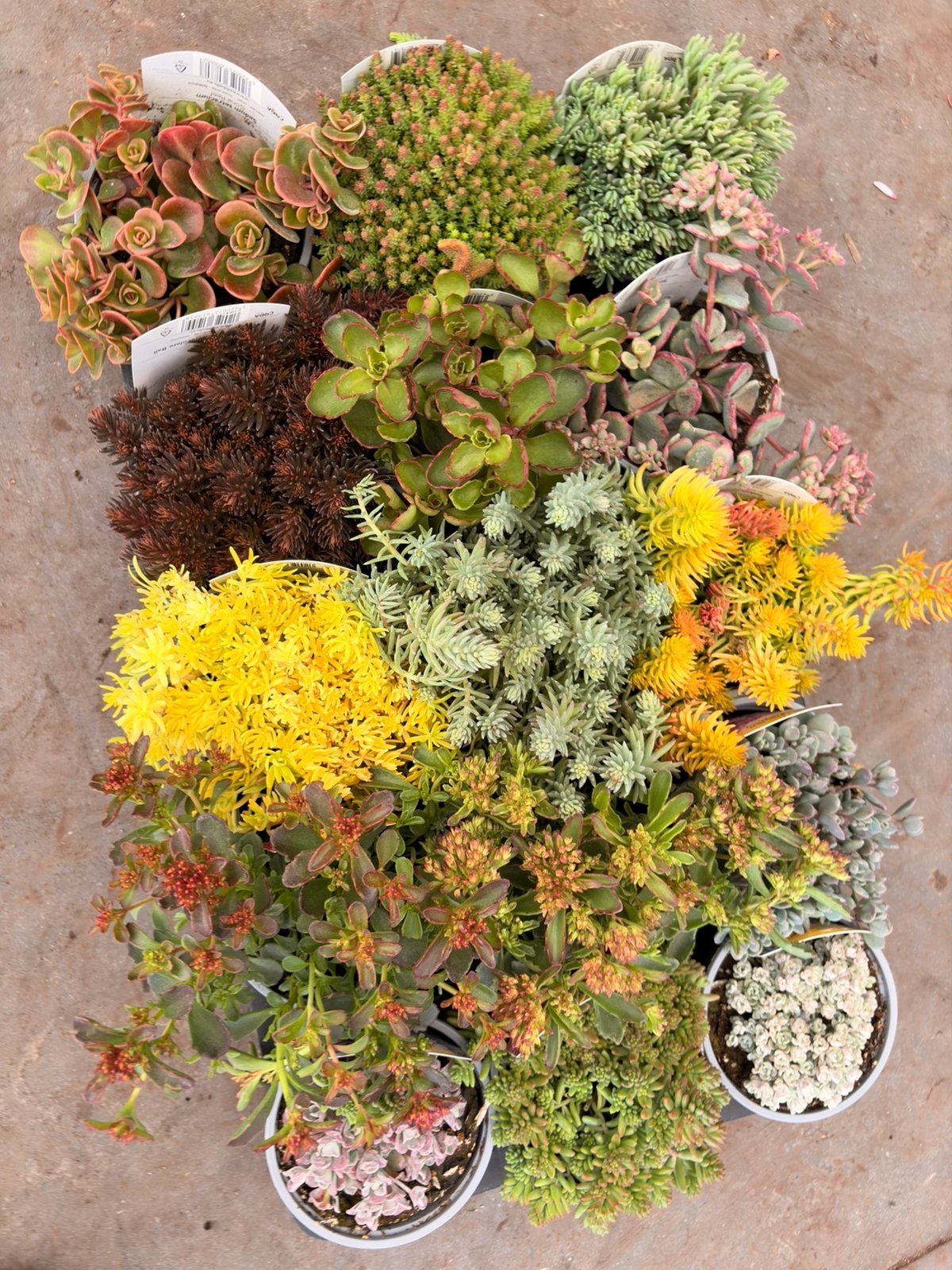 Sedum planten- alle varianten, Ophalen, Vaste plant, Bodembedekkers, Volle zon