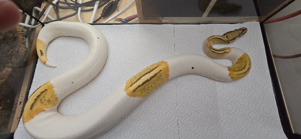 Regius male Pied Ghost Firefly, Dieren en Toebehoren, Reptielen en Amfibieën, Slang, 3 tot 6 jaar