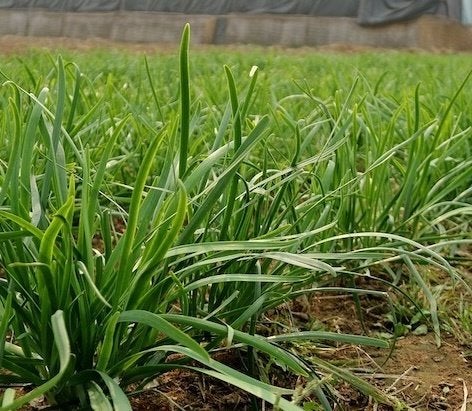 Bieslook Chinese, Ophalen, Halfschaduw, Zomer, Groenteplanten