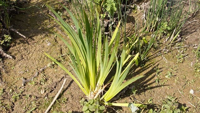 gele lis, Ophalen, Vaste plant, Vijverplanten