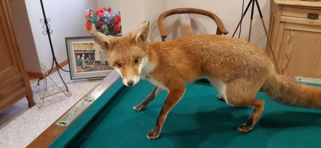 vos taxidermie prachtig gedaan, Ophalen