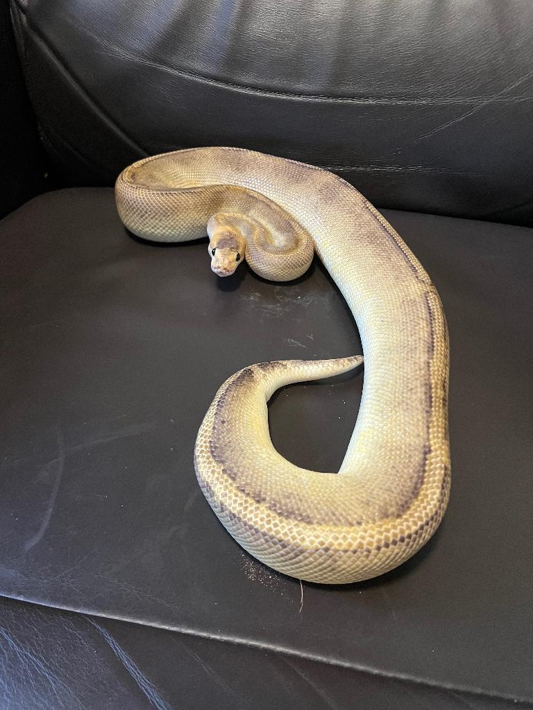 Ball python, Dieren en Toebehoren, Slang, 3 tot 6 jaar