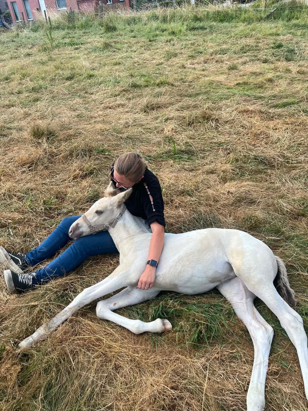 Prachtige en uniek champagne merrieveulen, Animaux & Accessoires, Chevaux, Étalon