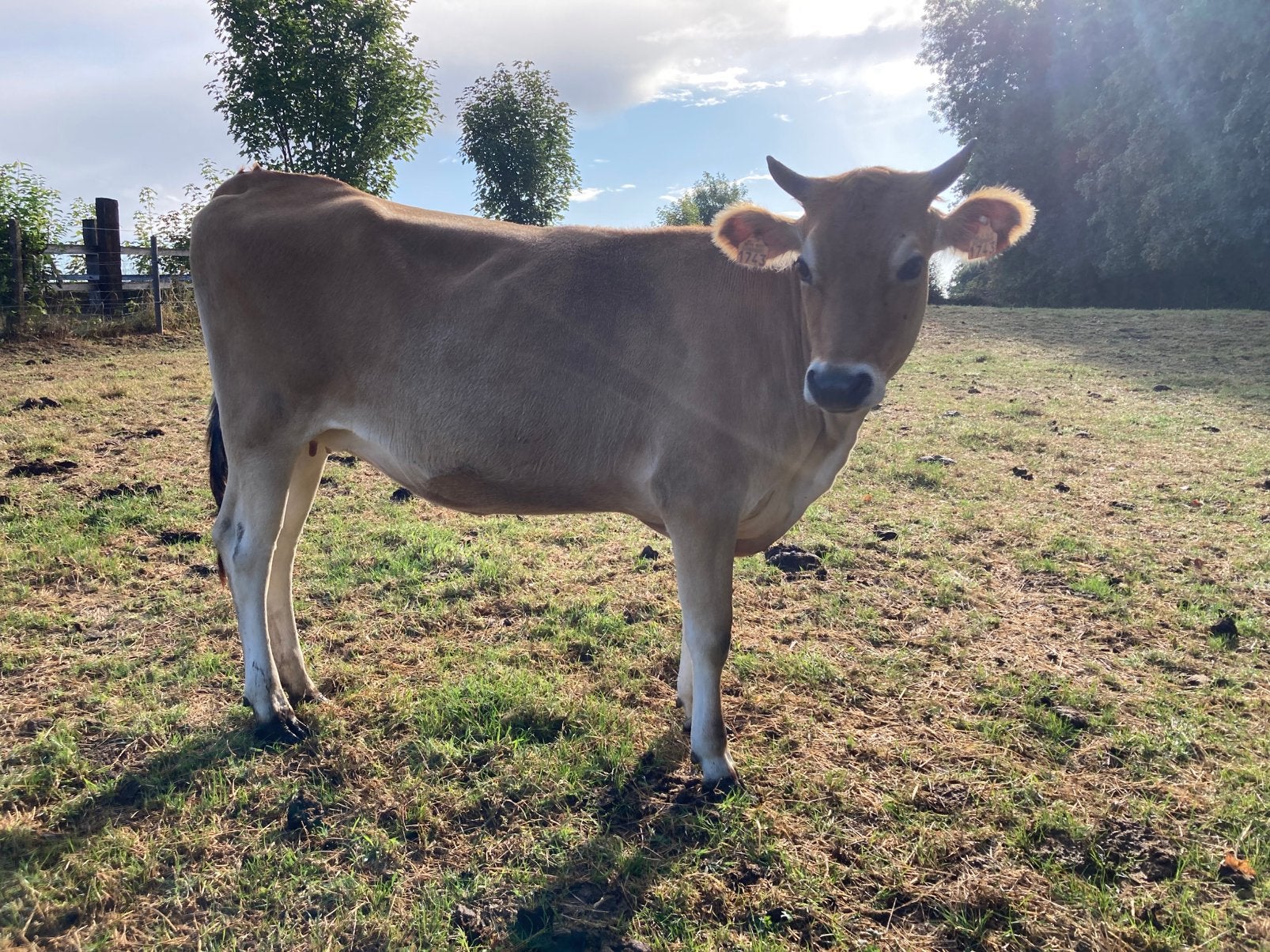 Jersey te koop, Animaux & Accessoires, Femelle, 0 à 2 ans
