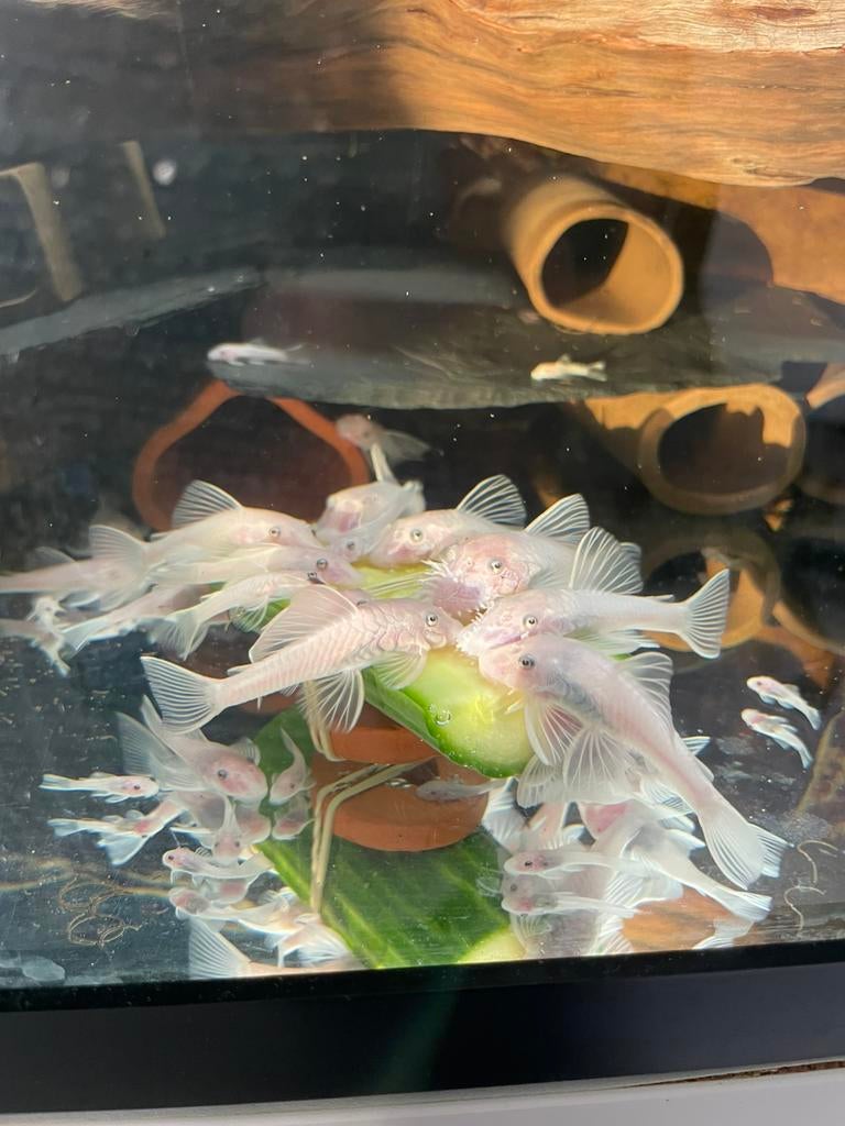 Snow white Ancistrus, Dieren en Toebehoren, Vissen | Aquariumvissen, Vis, Zoetwatervis