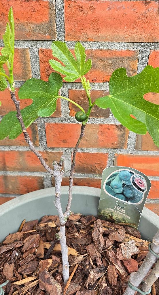 Figuier 'BROWN TURKEY' figuier Ficus Carica 1v10, 100 à 250 cm, Plein soleil, Autres espèces, Enlèvement