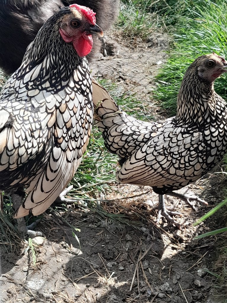 Poule de soie et sebright, Animaux & Accessoires, Volatiles, Plusieurs animaux