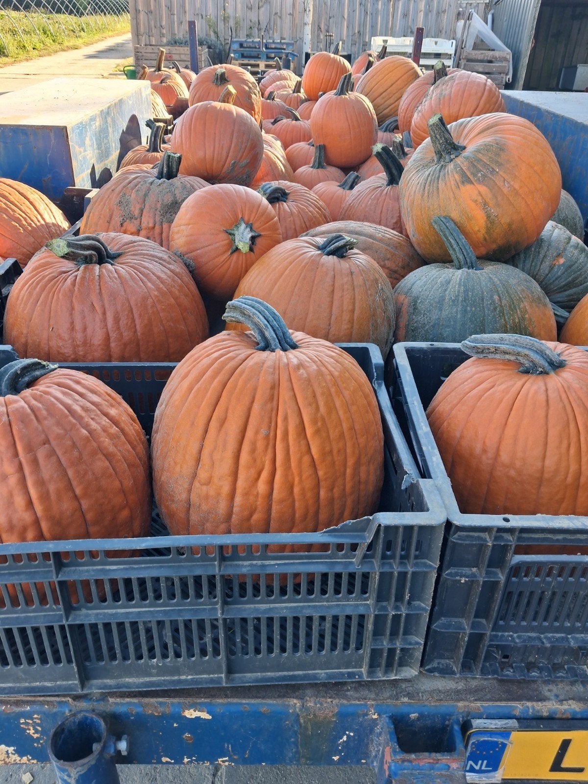 Halloween pompoenen, Ophalen