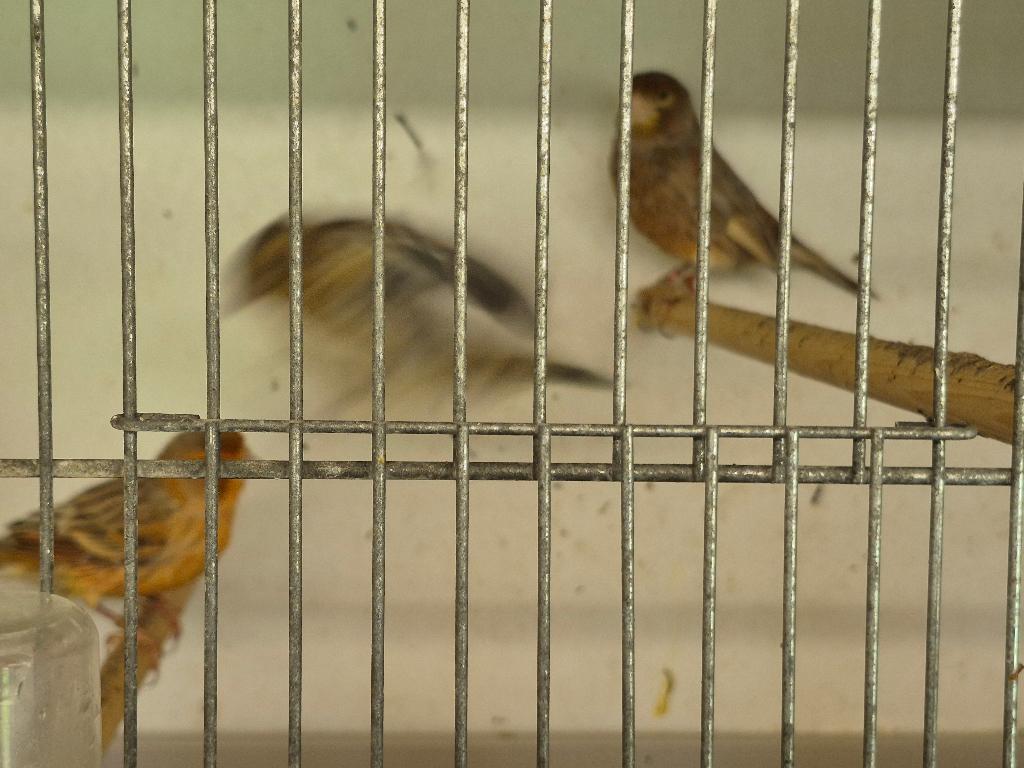 kanarie, Plusieurs animaux, Canari de couleur