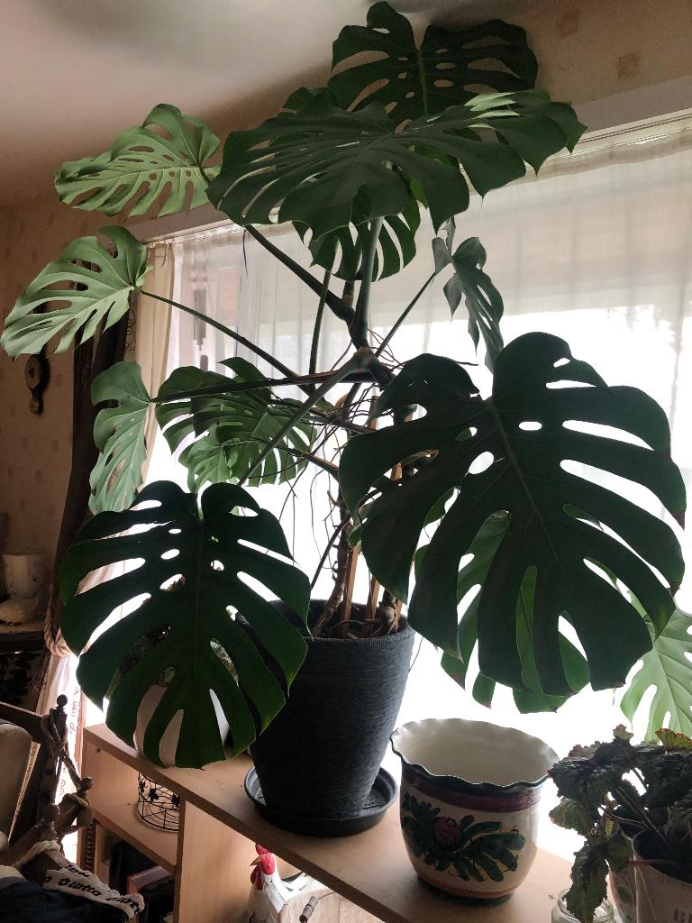 Grote mooie Monstera plant op een groot potje, Huis en Inrichting, Kamerplanten, Ophalen