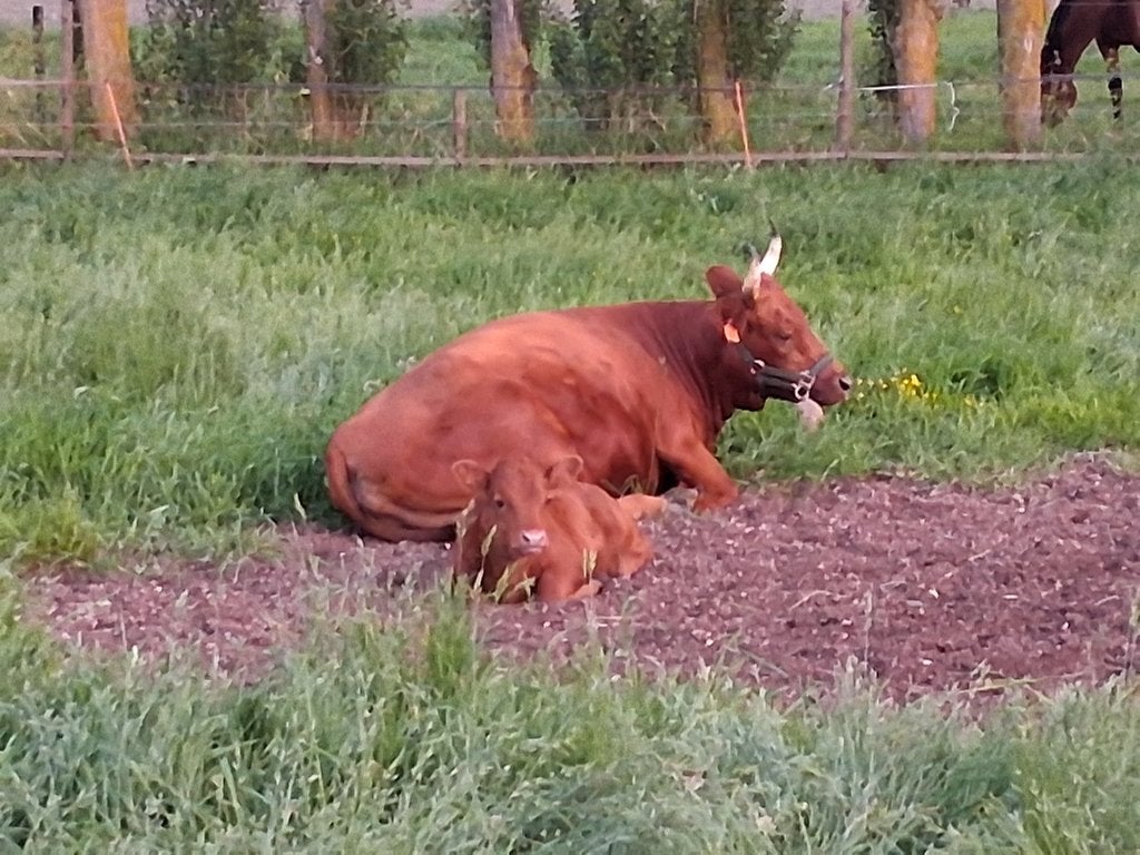 Dexter vaarskalf, Animaux & Accessoires, Bovins, Femelle, 0 à 2 ans