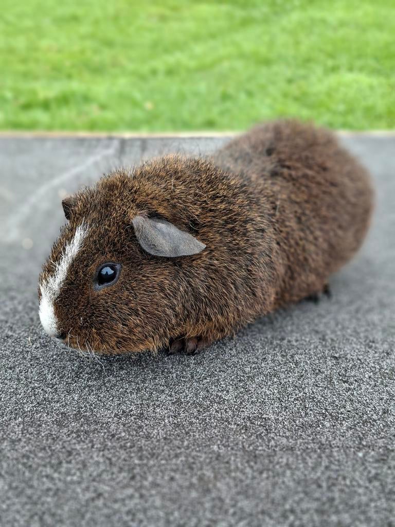 Rex caviabeer, Dieren en Toebehoren, Knaagdieren, Maart, Mannelijk, Cavia