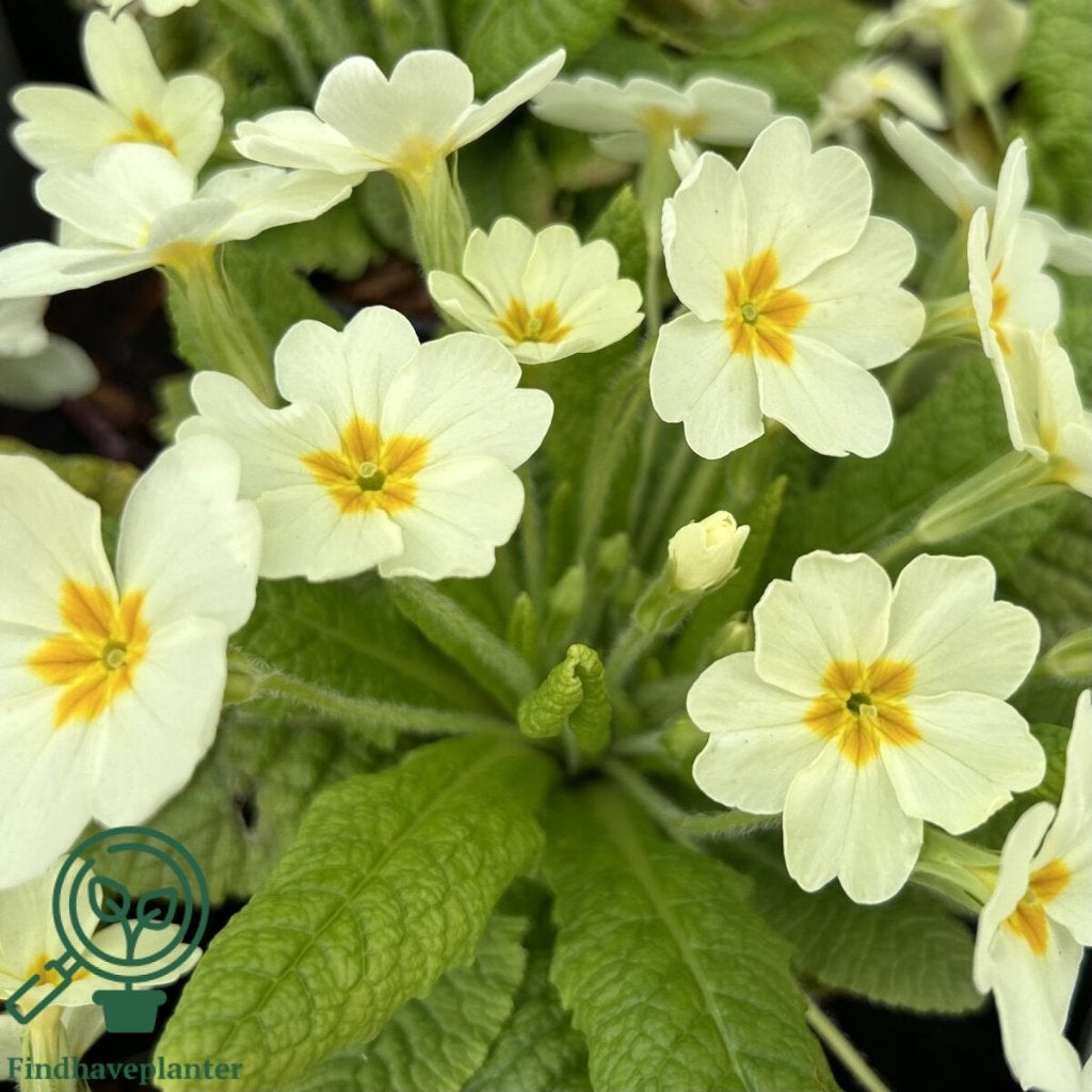 5 x primulla acaulis  in 3 literpot    VASTE PLANT solden, Tuin en Terras, Planten | Tuinplanten, Ophalen, Vaste plant