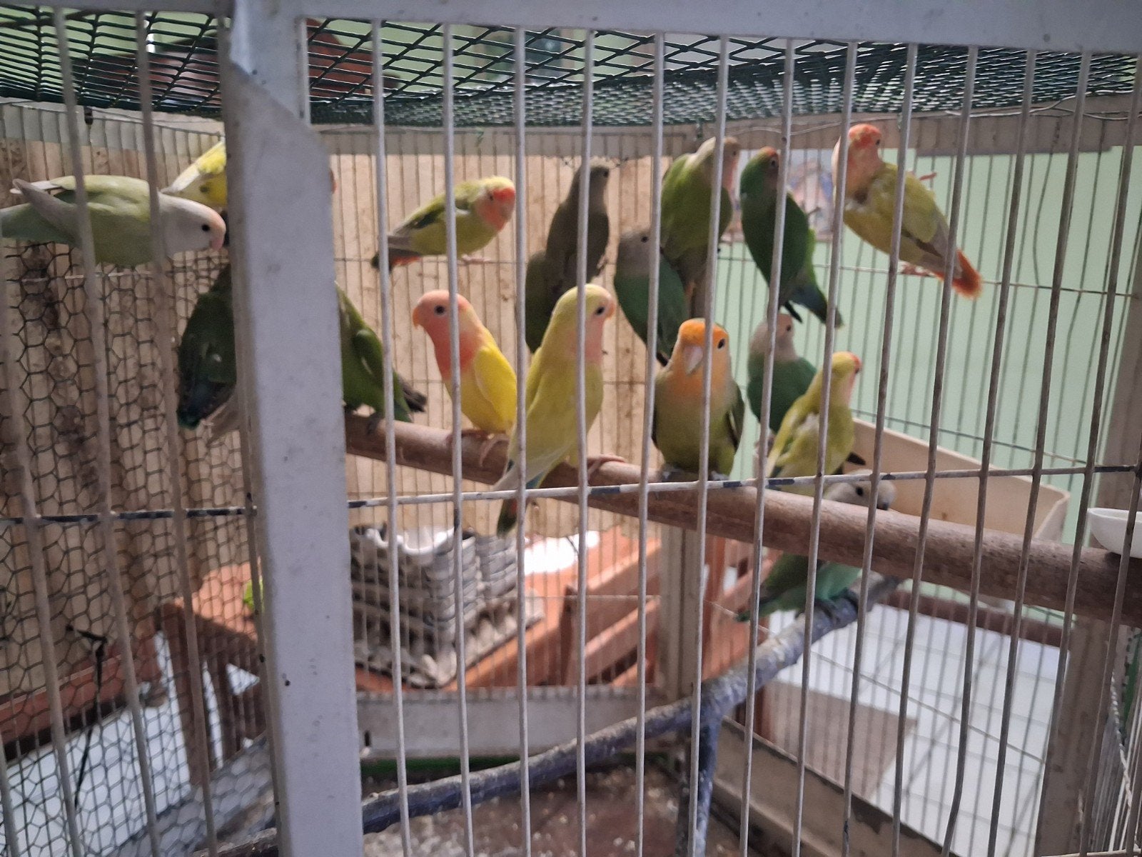 agapornis jonge vogels, Animaux & Accessoires, Oiseaux | Perruches & Perroquets