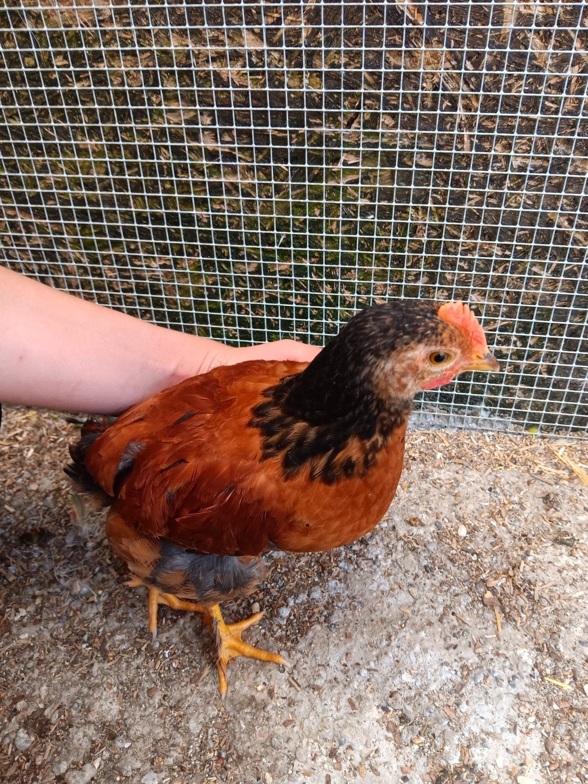 Haantjes kruising van Cochien kriel en Zijdehoen, Dieren en Toebehoren, Pluimvee