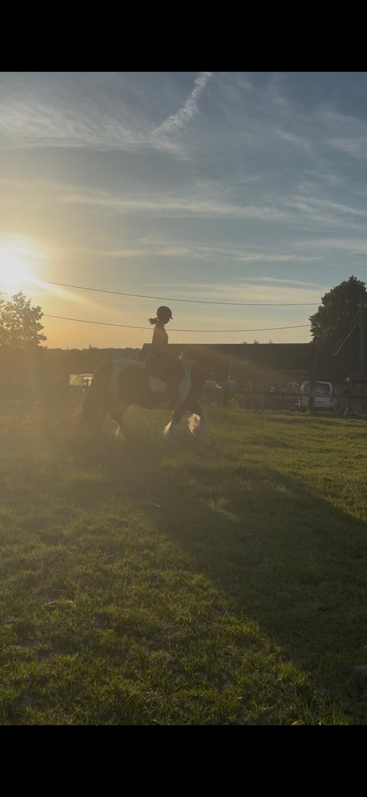 Paard gezocht, Animaux & Accessoires, Chevaux, 165 à 170 cm, Cheval de saut, 3 à 6 ans
