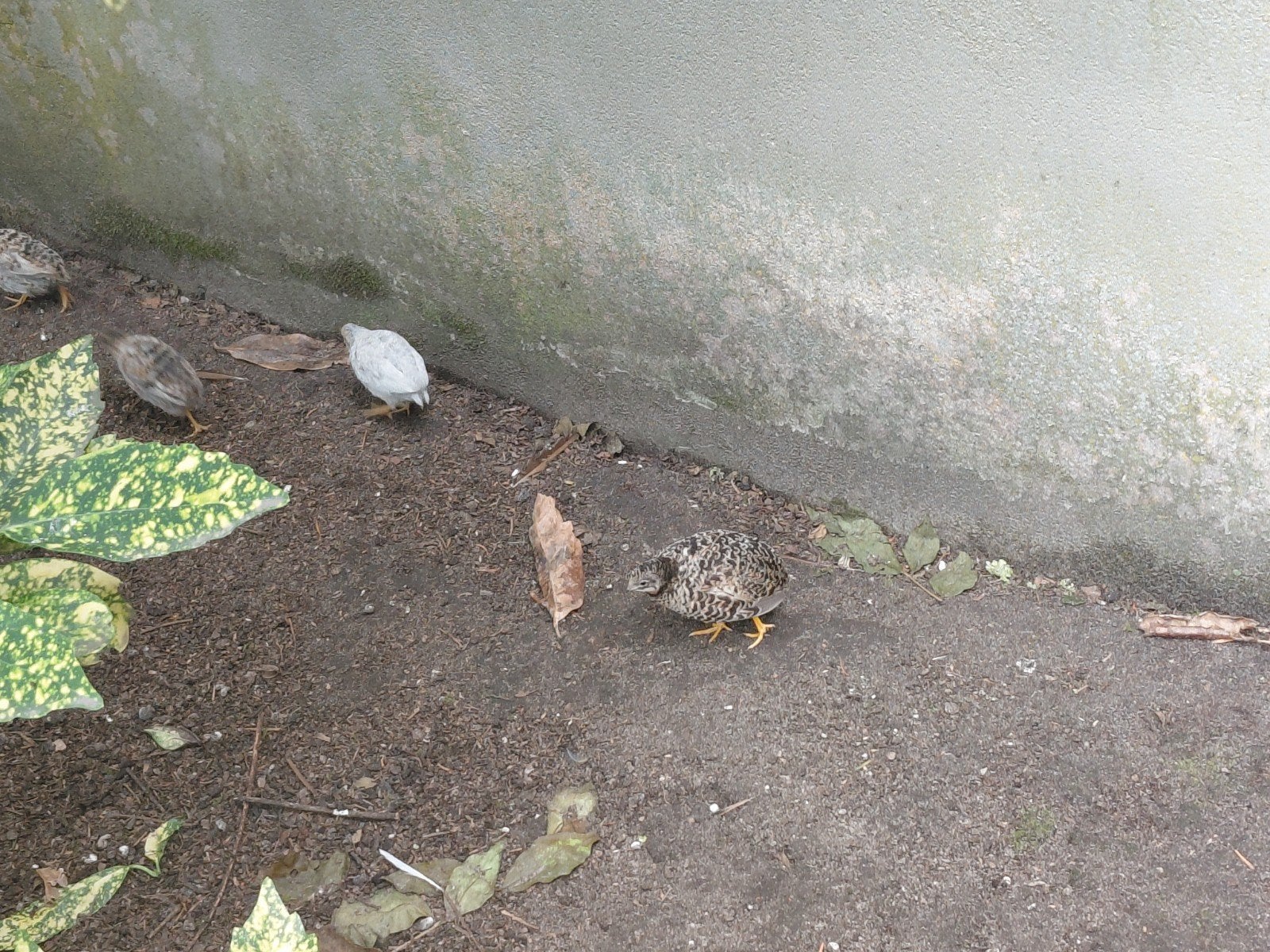 chinese kwartels natuur broed, Dieren en Toebehoren, Vogels | Overige Vogels