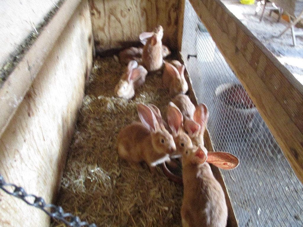 geel vlaamse reus, Mâle, Grand, 0 à 2 ans