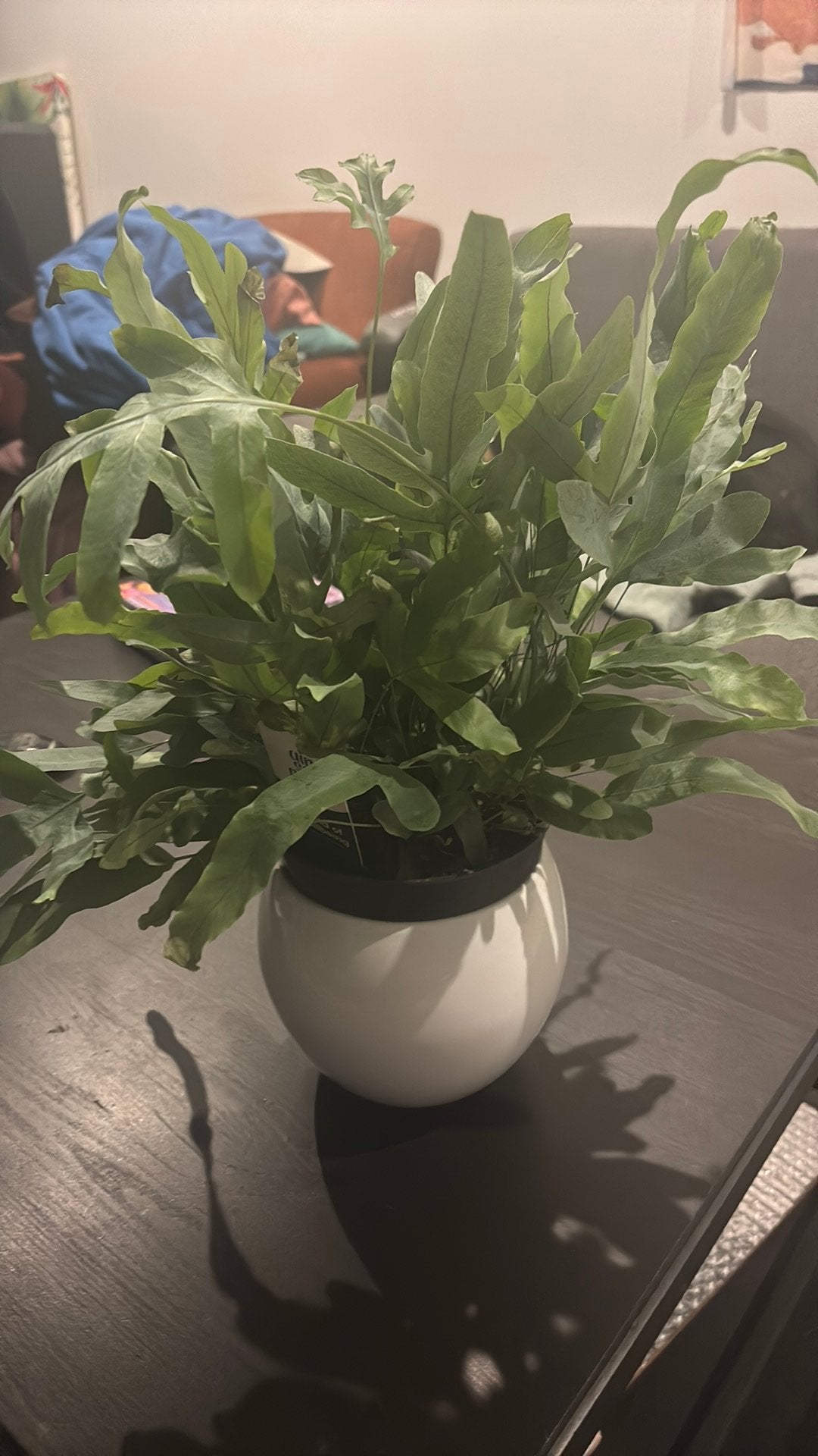 Air purifier plant bedroom plant kamer plant Phlebodium, Ophalen