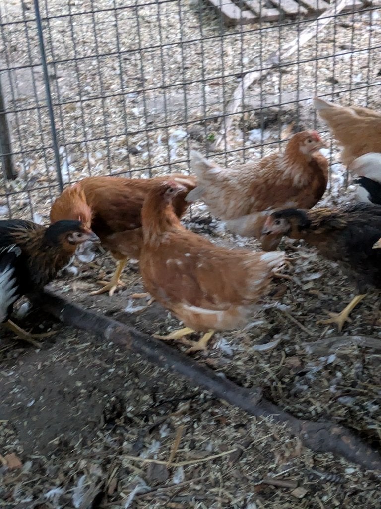 bruine legkip, Dieren en Toebehoren, Pluimvee