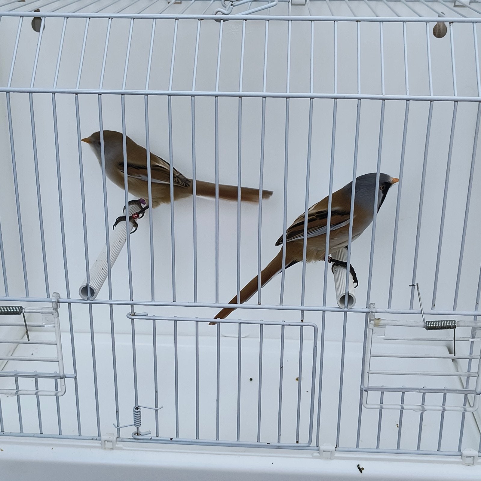 koppel baardmannetjes, Dieren en Toebehoren