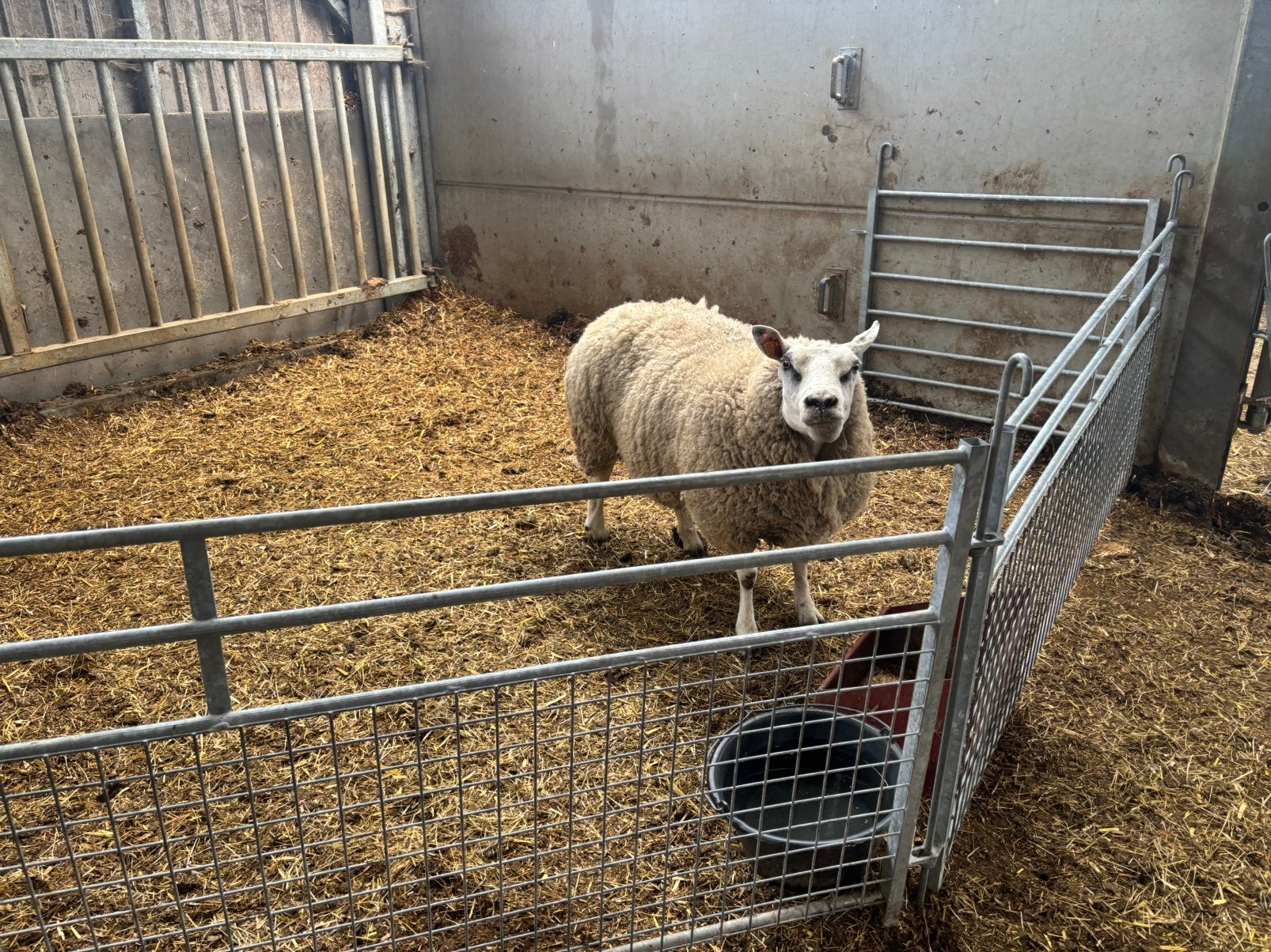 Noix de mouton, Animaux & Accessoires, Moutons, Chèvres & Cochons, Femelle, Mouton, 3 à 5 ans