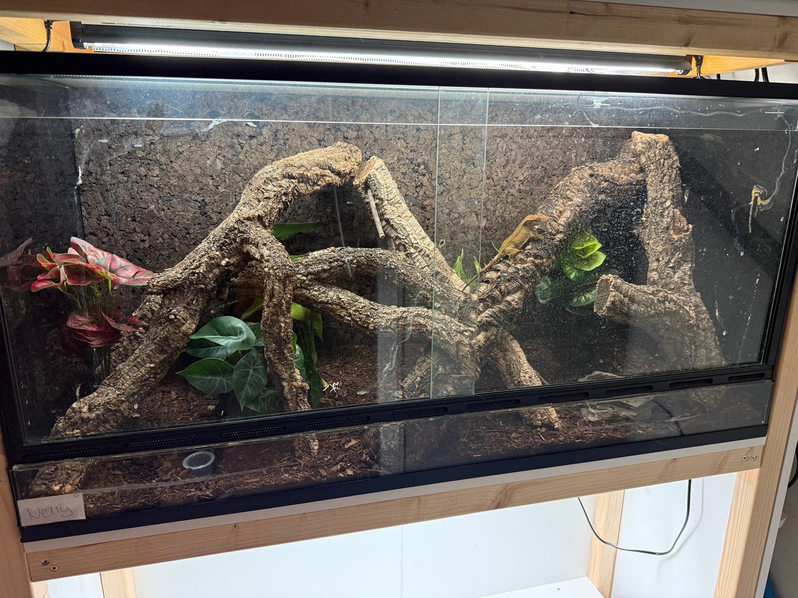 Wimpergekko olive groen vrouw met terrarium, Dieren en Toebehoren, Ophalen, Zo goed als nieuw, Verlichting