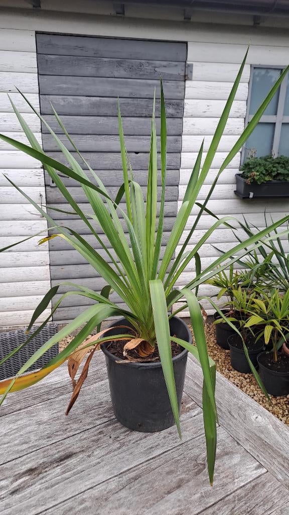 yucca gloriosa, Tuin en Terras, Planten | Tuinplanten, Volle zon, Vaste plant, Zomer, Ophalen