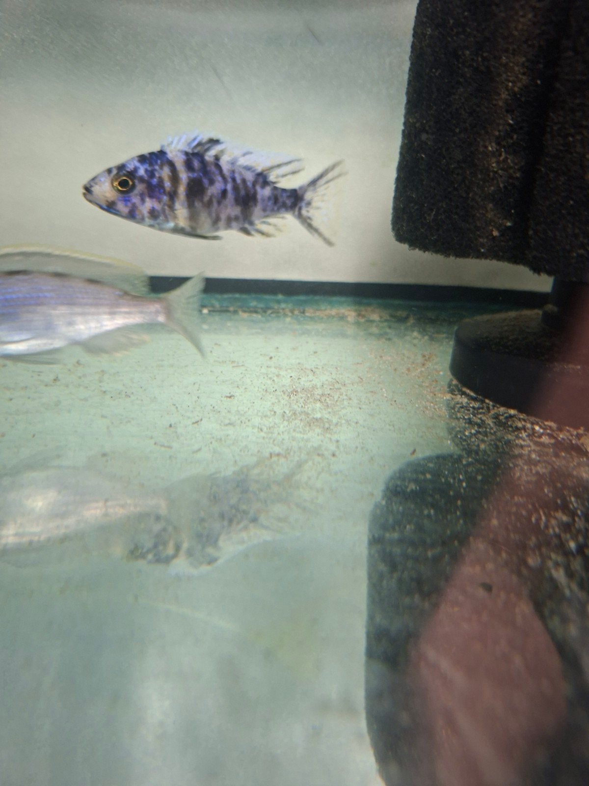 cichlides malawi aulonocara ob