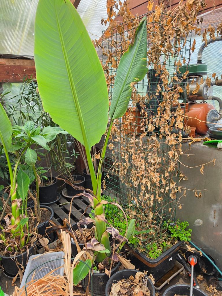 Lotus banaan, Enlèvement