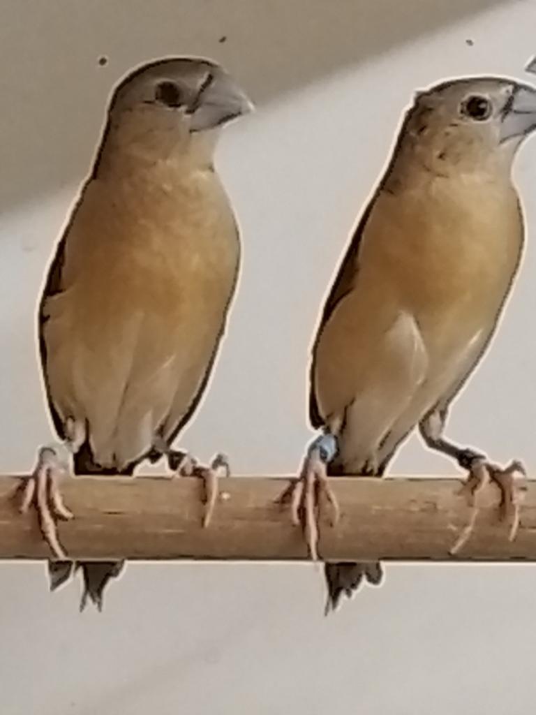 1-1 Gele rietvink, Dieren en Toebehoren, Vogels | Overige Vogels, Geringd